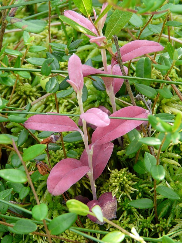 Изображение особи Andromeda polifolia.