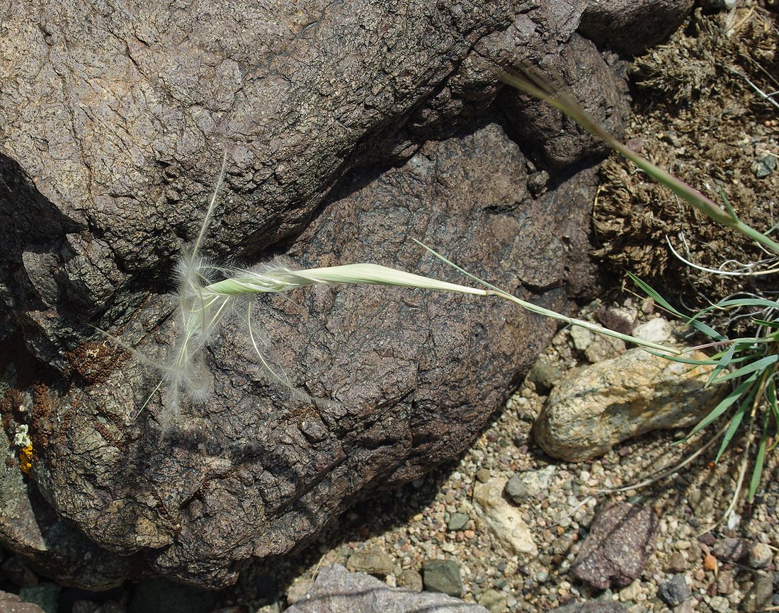 Image of genus Stipa specimen.