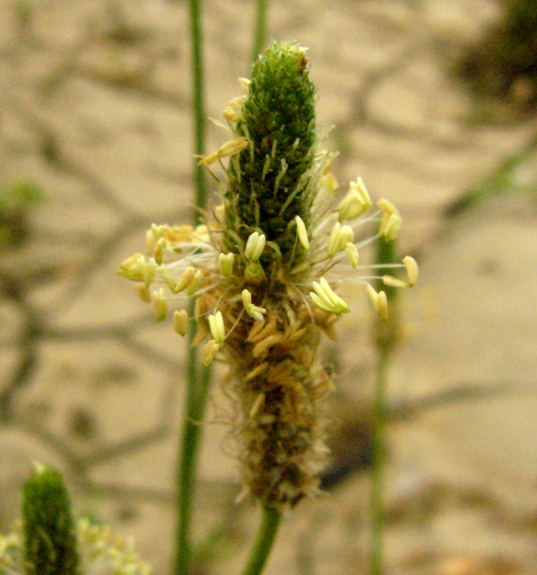 Image of Plantago lanceolata specimen.