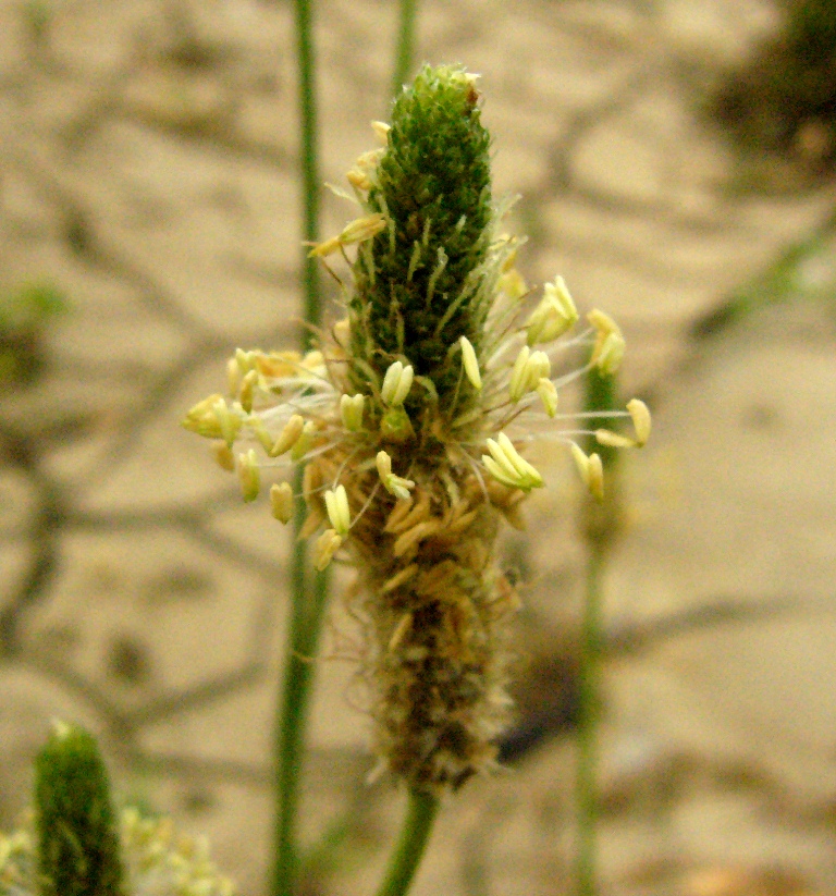 Изображение особи Plantago lanceolata.