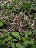 Petasites hybridus