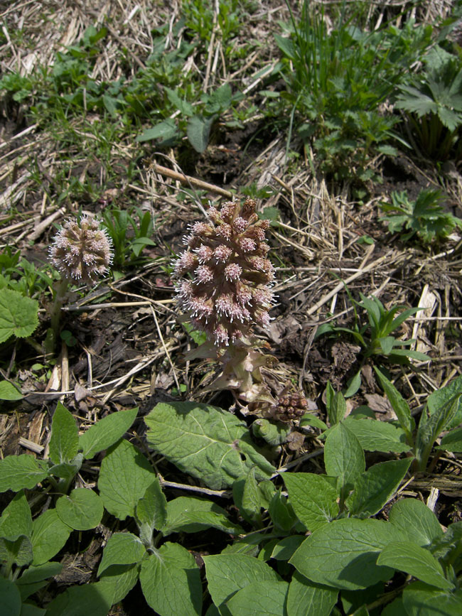 Изображение особи Petasites hybridus.