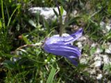 Campanula biebersteiniana