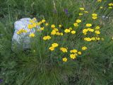Anthemis sosnovskyana