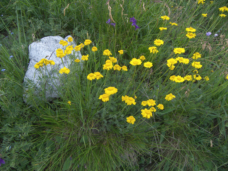 Image of Anthemis sosnovskyana specimen.