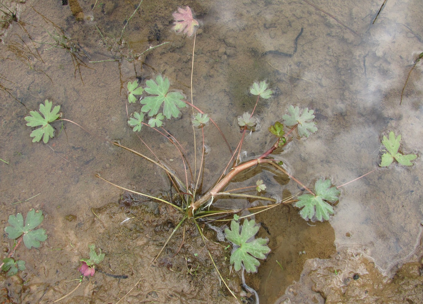 Изображение особи Ranunculus sceleratus.