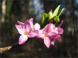 Daphne mezereum. Цветки. Ленинградская обл., Ломоносовский р-н, Копорье. 03.05.2009.