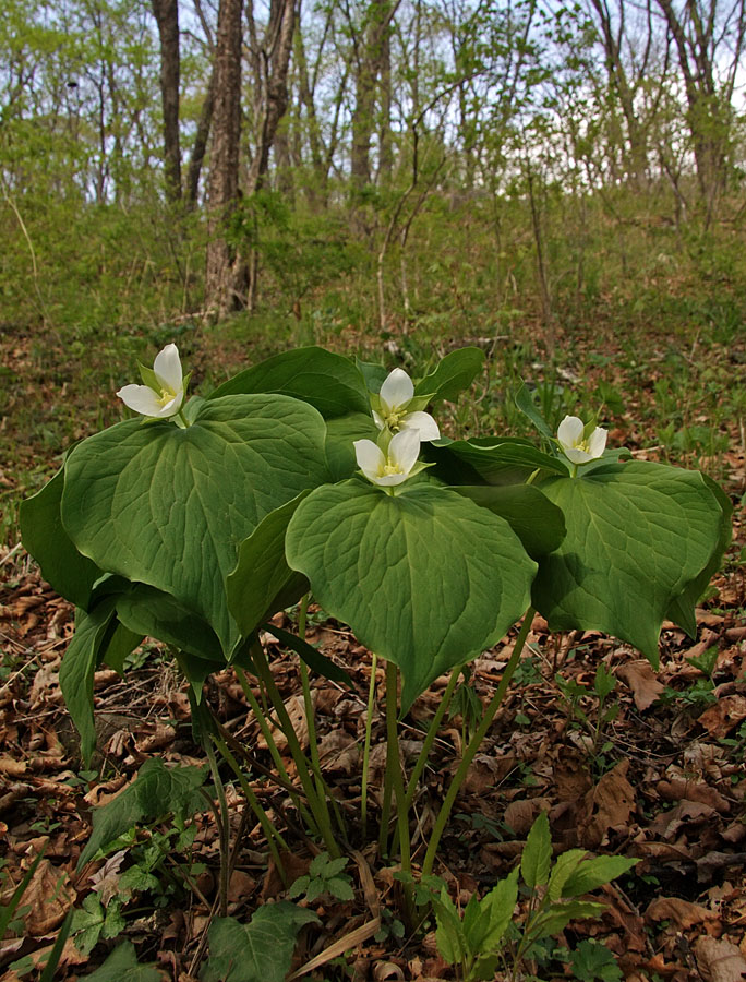 Image of Trillium &times; komarovii specimen.