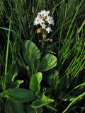 Menyanthes trifoliata