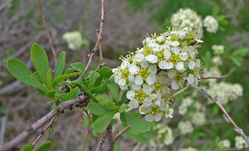 Image of Spiraea hypericifolia specimen.