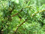 Juniperus sibirica