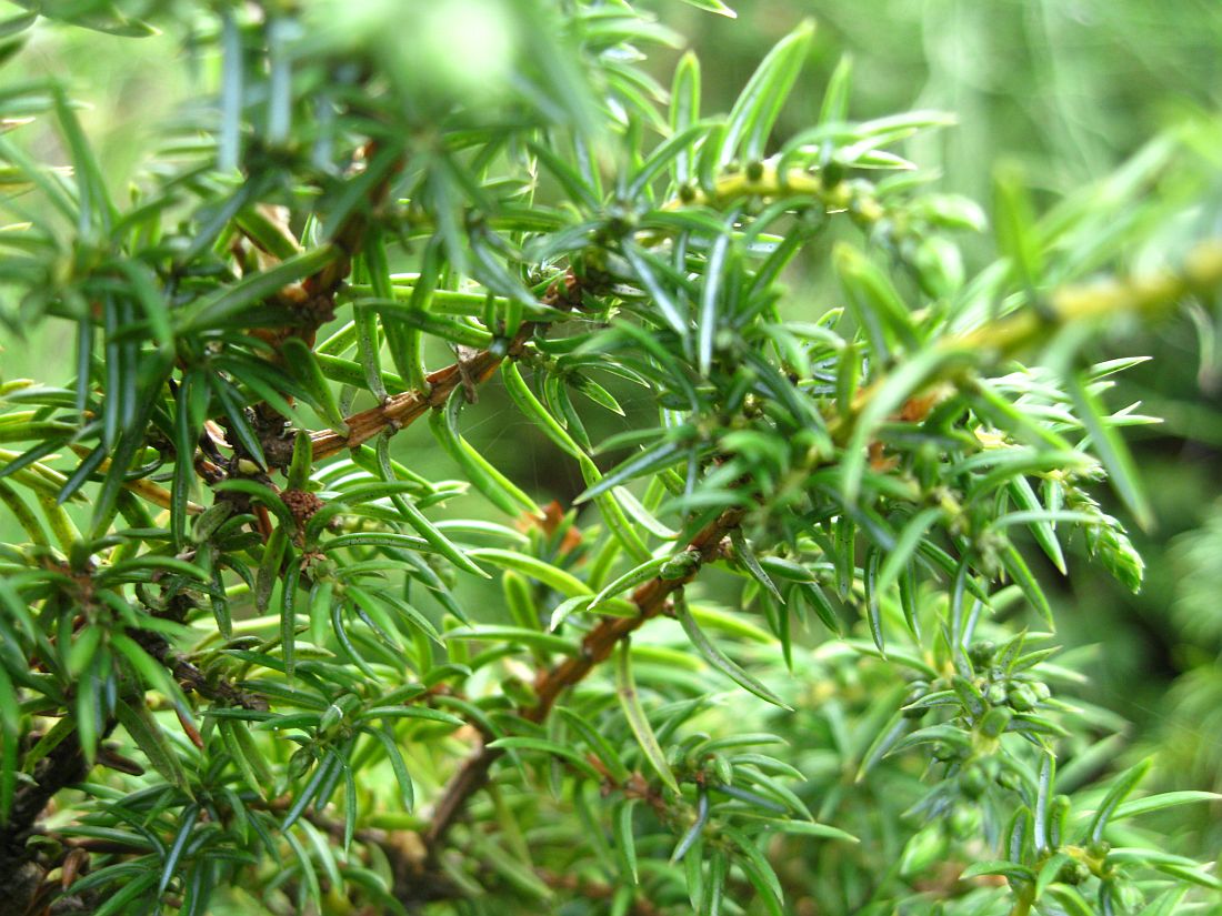 Изображение особи Juniperus sibirica.