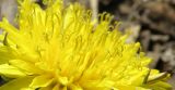 род Taraxacum