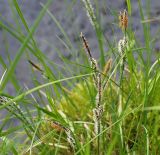 Carex nigra. Верхушки цветущих растений. Мурманская обл., Кандалакшский р-н, окр. пос. Колвица, берег р. Колвица. 03.07.2010.