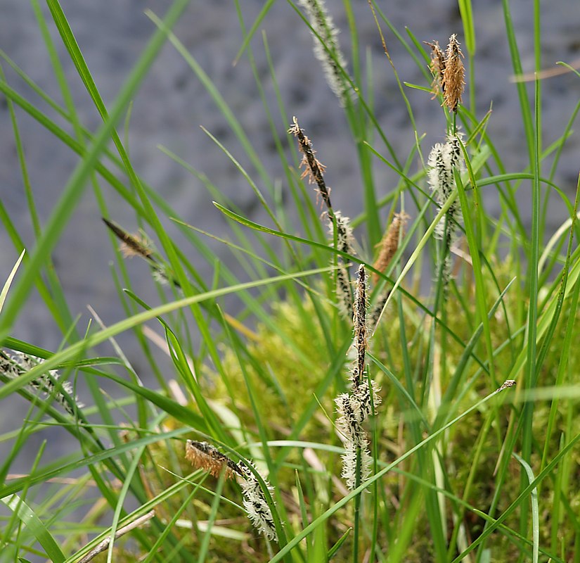 Изображение особи Carex nigra.