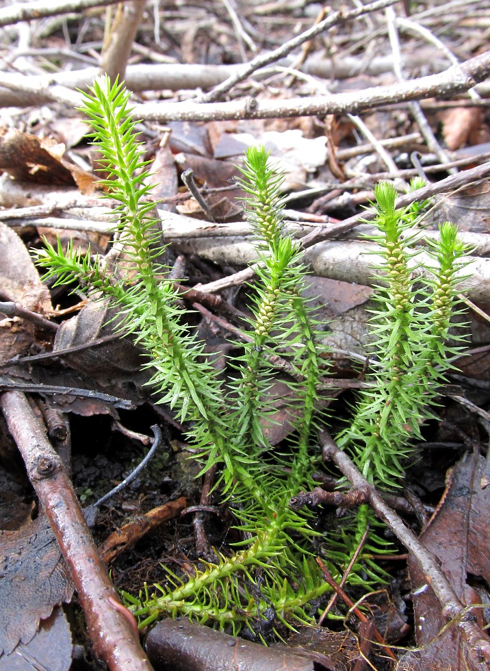 Image of Huperzia selago specimen.