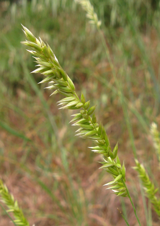 Image of Melica taurica specimen.