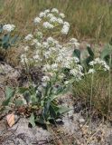 Lepidium cartilagineum. Цветущее растение. Австрия, провинция Бургенланд, рядом с соленым озером Даршо. 25.05.2012.