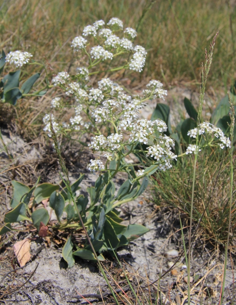 Image of Lepidium cartilagineum specimen.