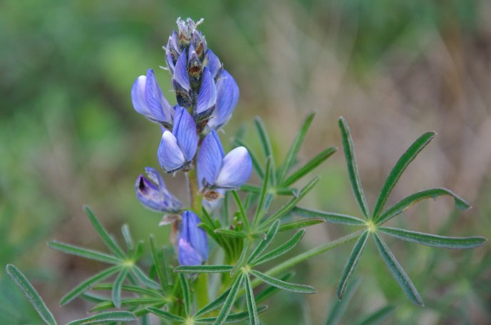 Изображение особи Lupinus angustifolius.