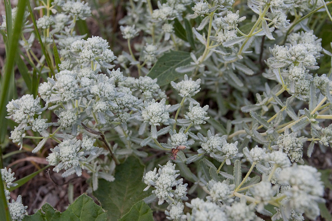 Image of Teucrium capitatum specimen.