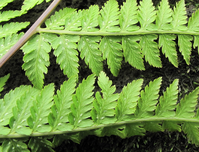 Image of Athyrium sinense specimen.