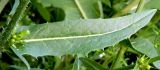 Cichorium intybus