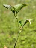 Image of taxon representative. Author is Алексей Титов