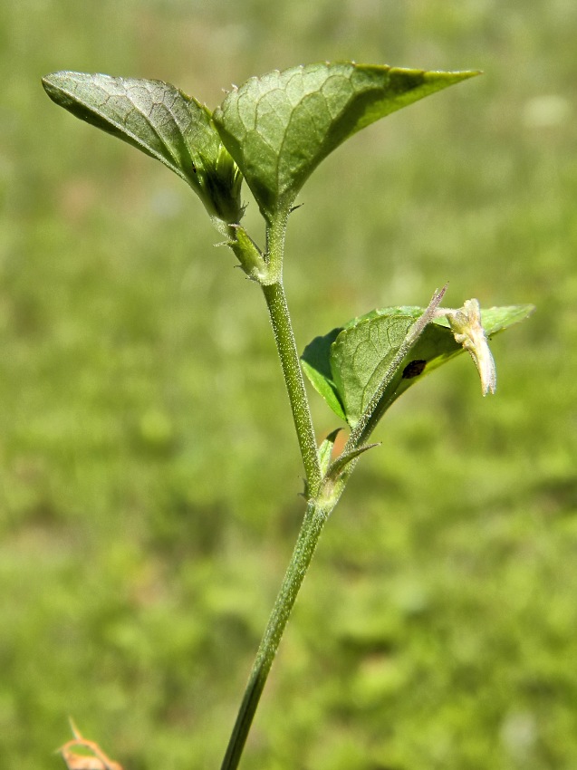 Image of Viola mirabilis specimen.