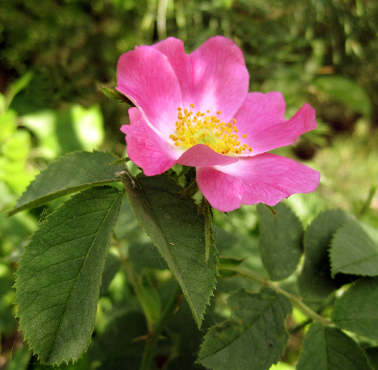 Изображение особи род Rosa.