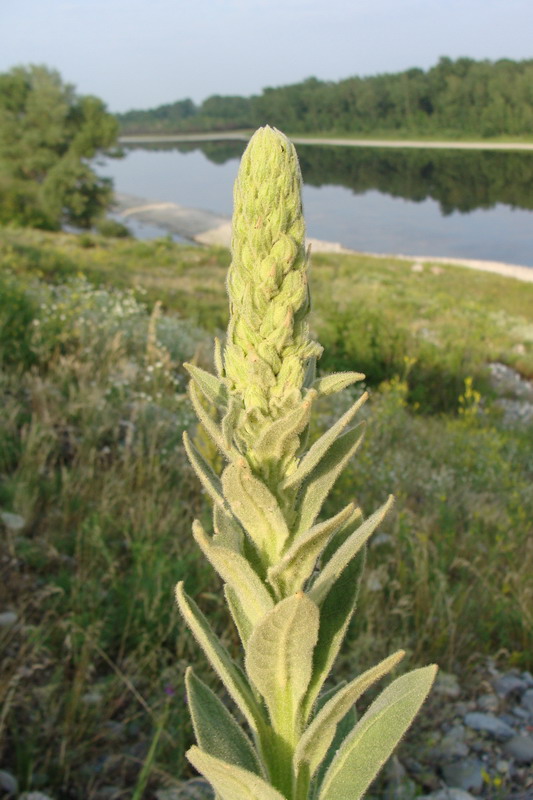 Изображение особи Verbascum thapsus.