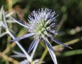 Eryngium caeruleum. Соцветие. Узбекистан, Ташкентская обл., отроги Чаткальского хр. в окр. г. Газалкент. 25.08.2012.