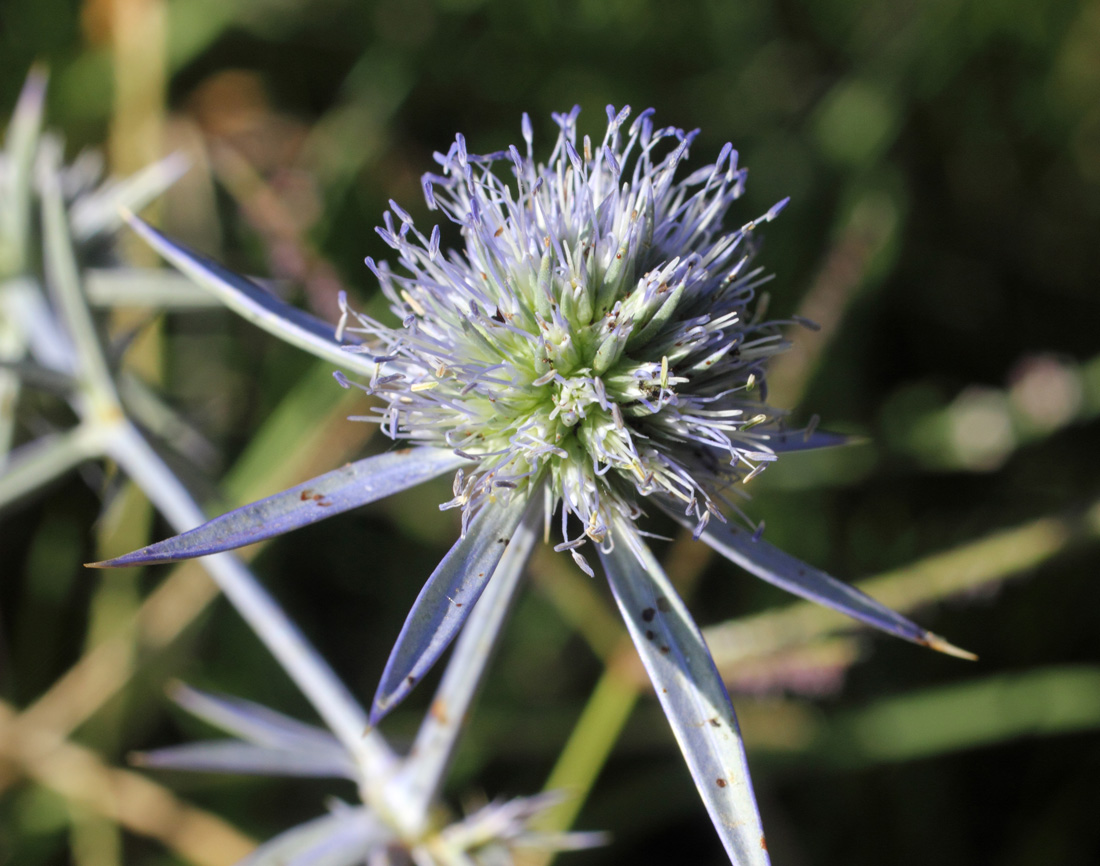 Изображение особи Eryngium caeruleum.