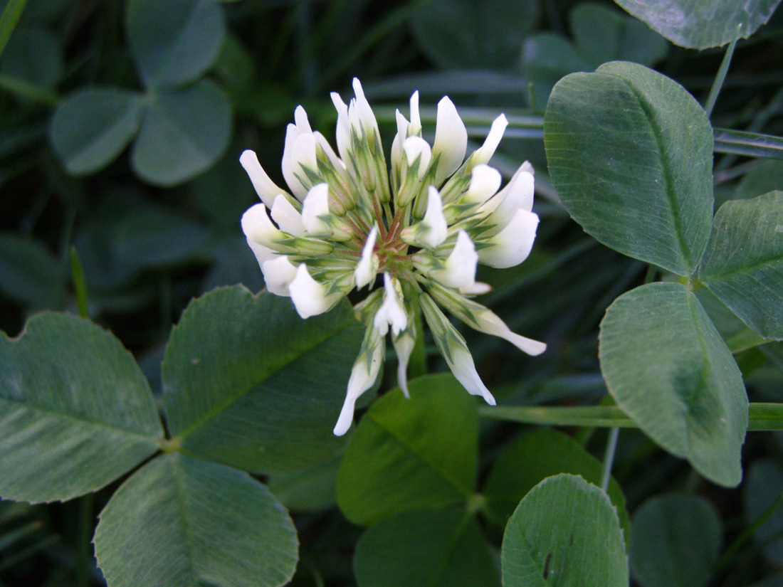 Image of Trifolium repens specimen.