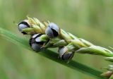 Carex canescens