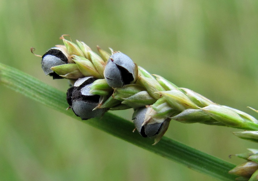 Изображение особи Carex canescens.