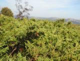 Juniperus sabina. Ветви. Крым, гора Чатырдаг, верхнее плато. 29 сентября 2012 г.
