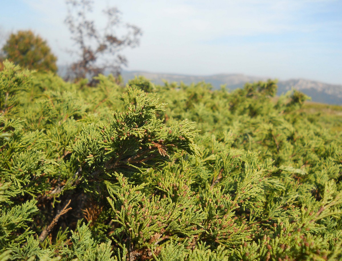 Image of Juniperus sabina specimen.