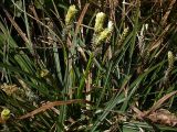 Carex ericetorum. Цветущее растение (высота около 15 см). Киев, Святошинский лес, молодые сосновые посадки. 22 апреля 2009 г.