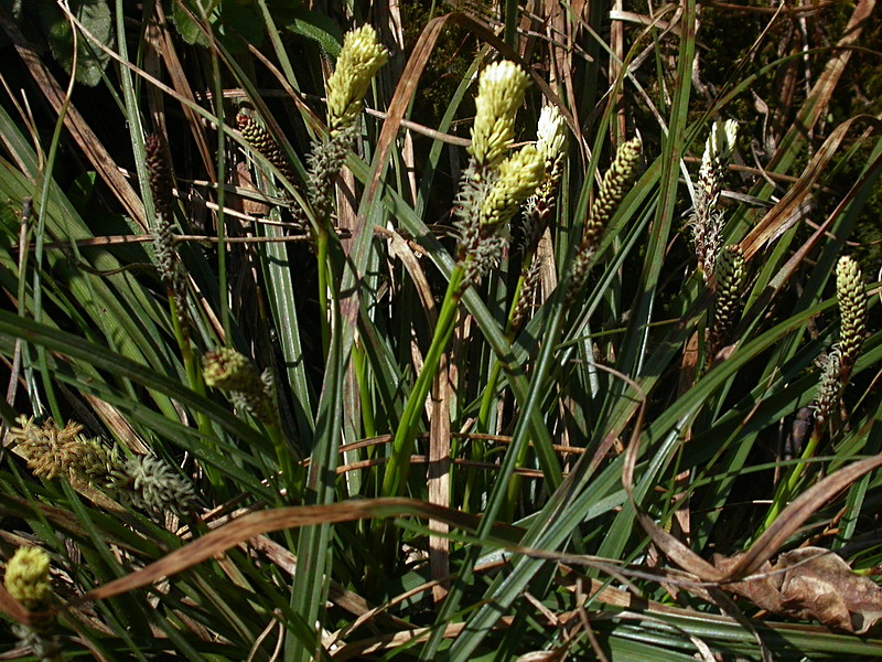 Image of Carex ericetorum specimen.