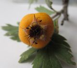 Crataegus orientalis