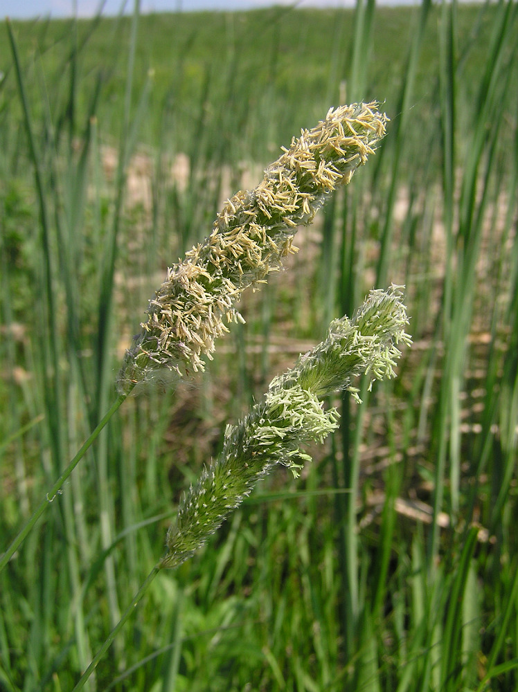 Image of Alopecurus arundinaceus specimen.