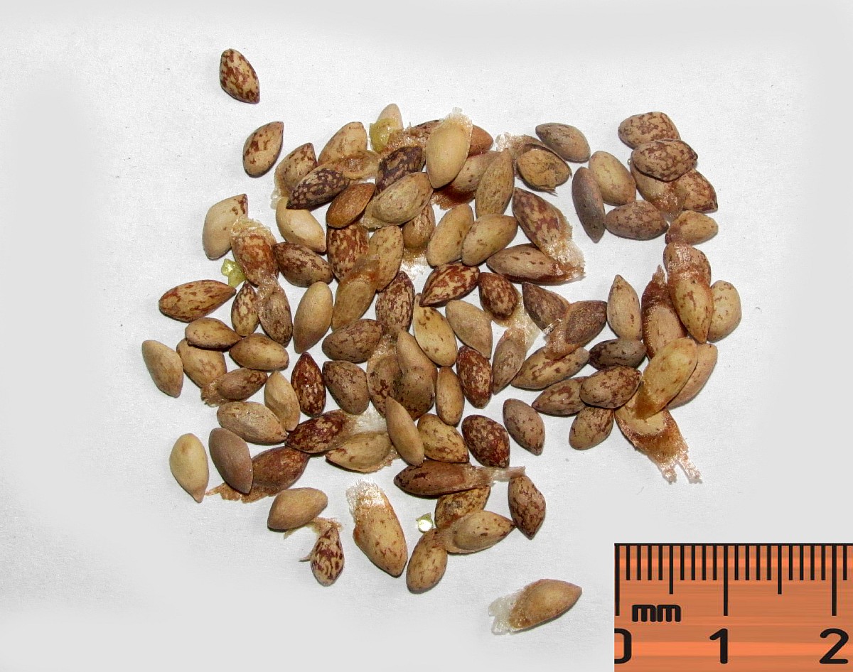 Image of Pinus longaeva specimen.