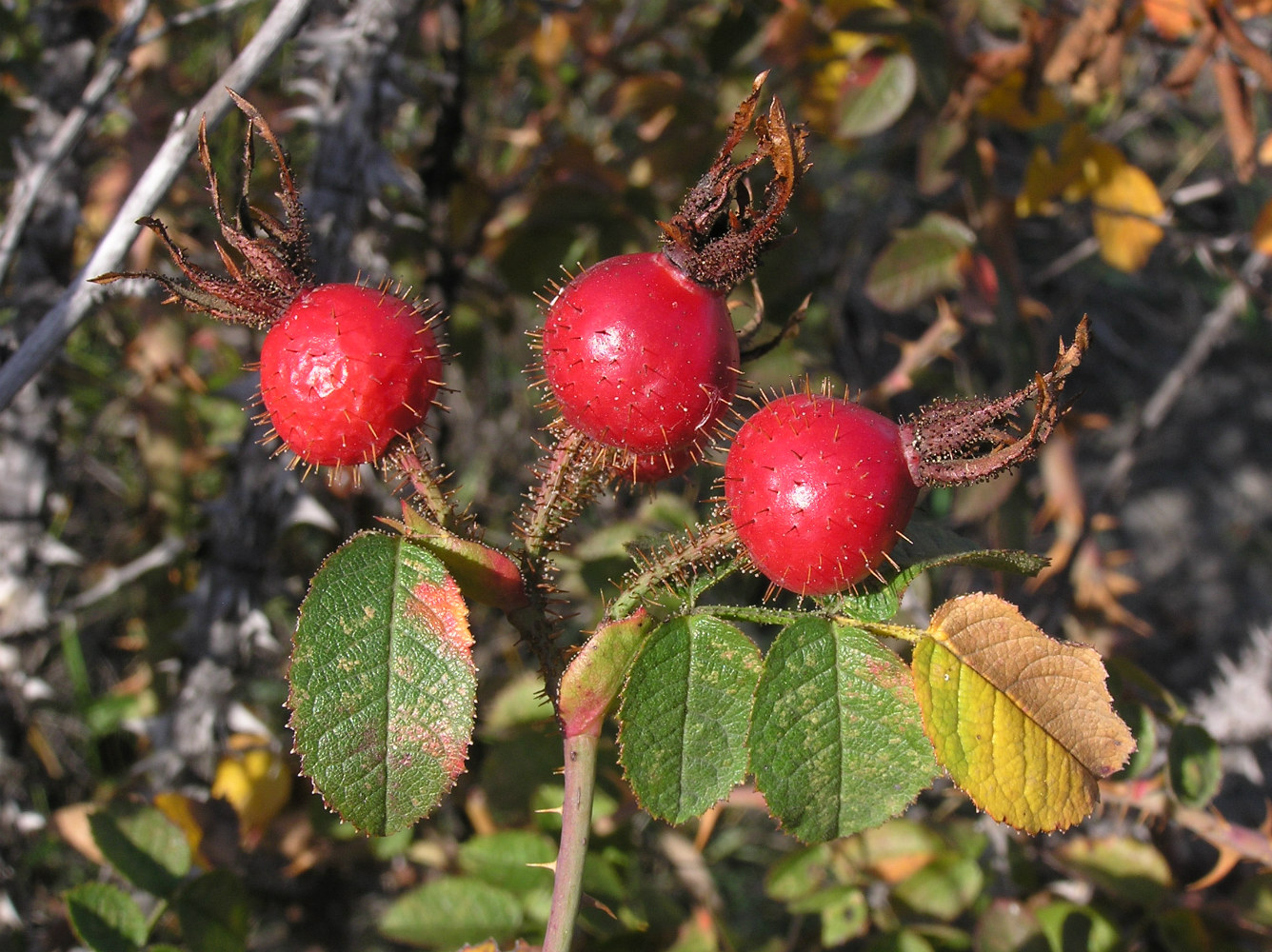 Изображение особи Rosa rubiginosa.