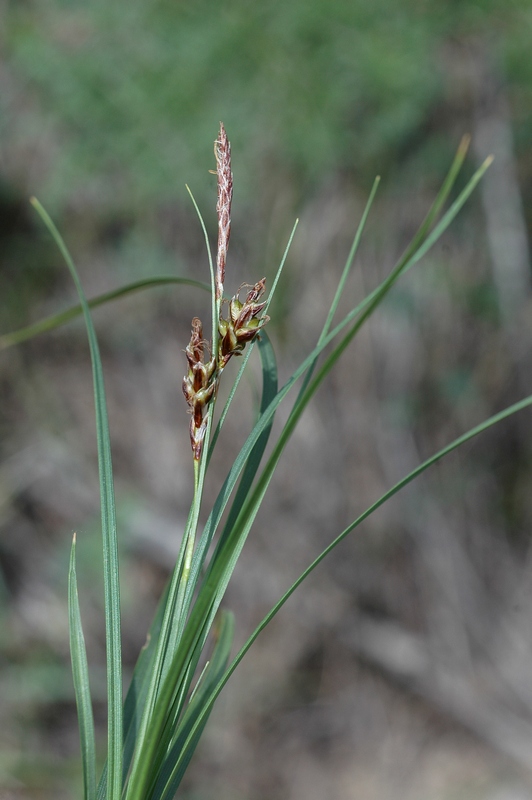 Изображение особи Carex turkestanica.