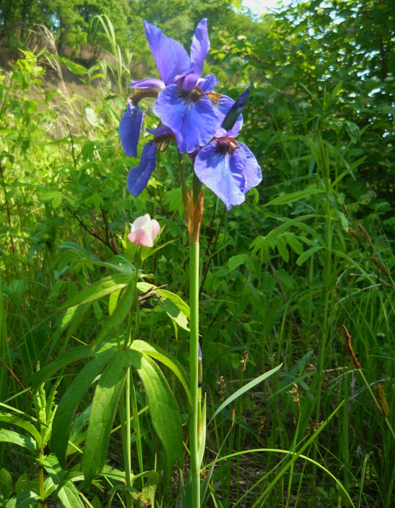 Изображение особи Iris sanguinea.