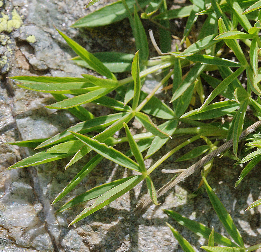 Image of Trifolium polyphyllum specimen.