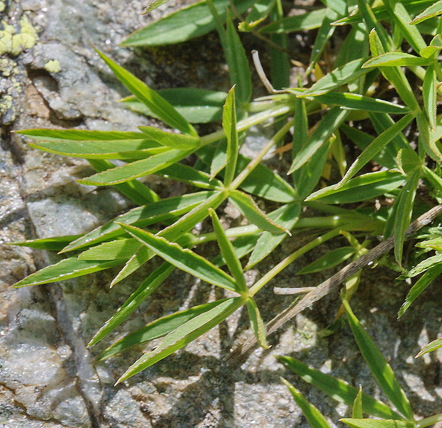 Изображение особи Trifolium polyphyllum.