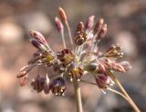 Allium tardiflorum. Соцветие. Israel, Mount Carmel. Октябрь 2006 г.