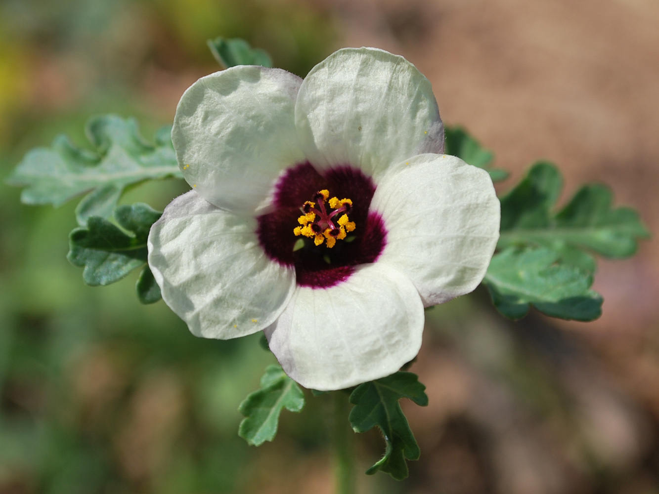 Изображение особи Hibiscus trionum.